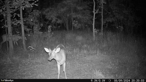 Trail cam pic from MC-2