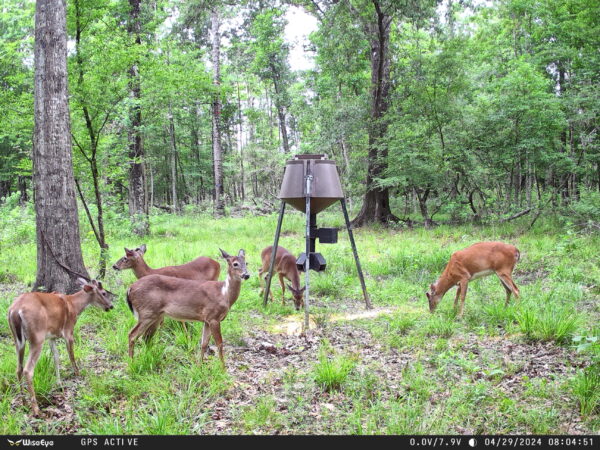 ye DC-2 Trail Camera