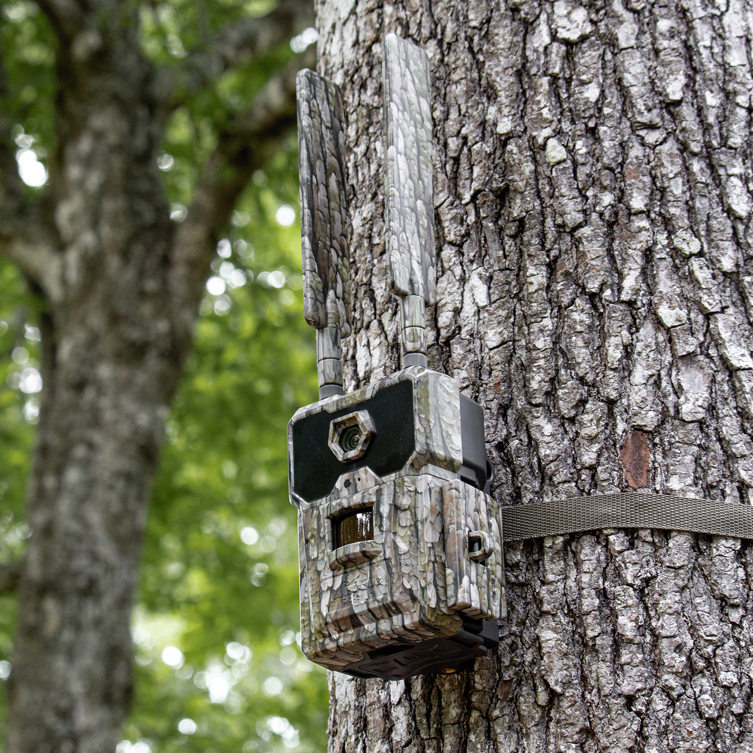 Trail Cameras