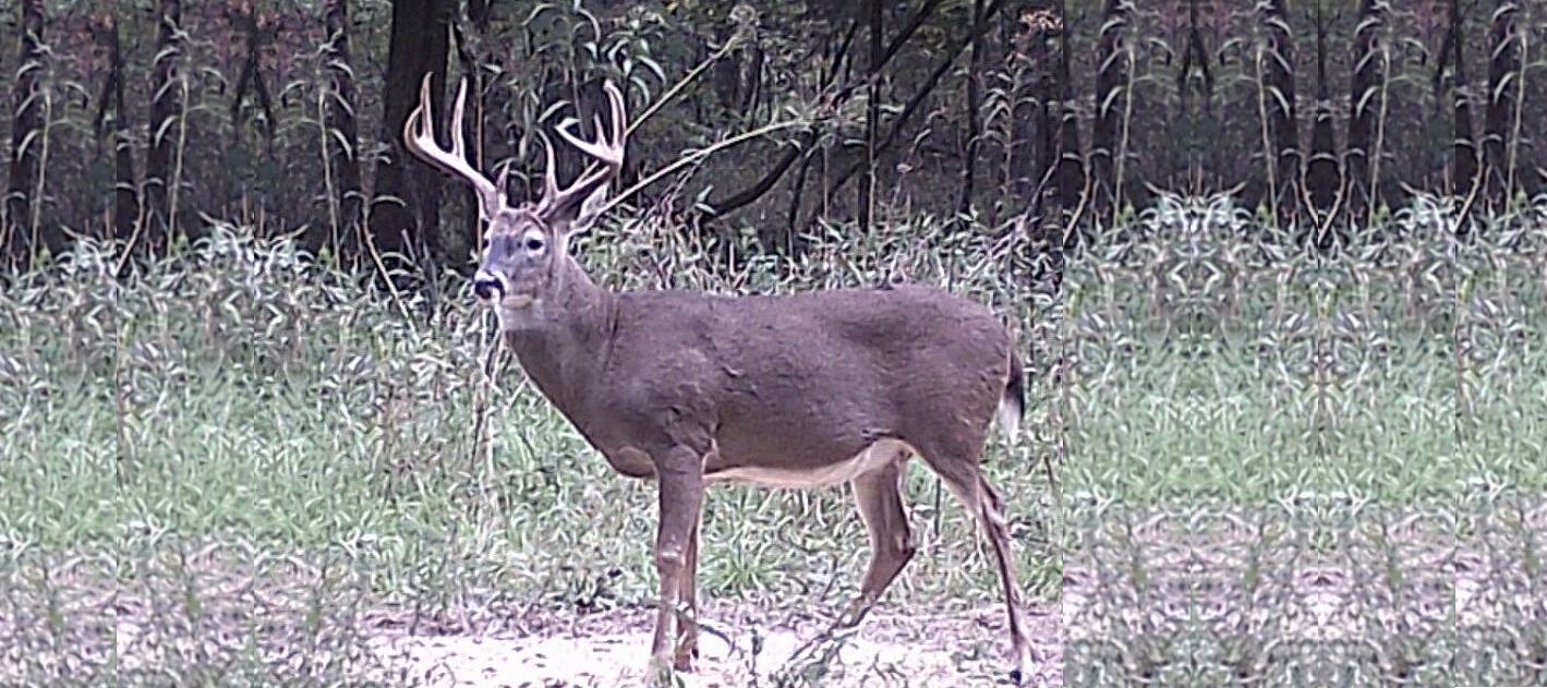 Deer Feed