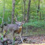 Big Buck - Fed with All Star Deer Feed