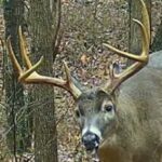 Big Buck - Fed with All Star Deer Feed