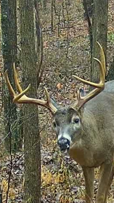 Big Buck - Fed with All Star Deer Feed