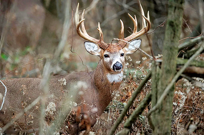 All Star Deer Feed – Where Big Bucks Begin.