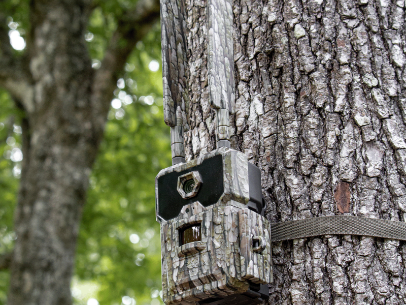 Trail Cameras